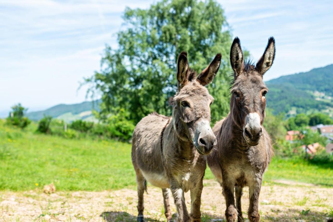 Merzel'S Schone Aussicht Bühlertal Esterno foto